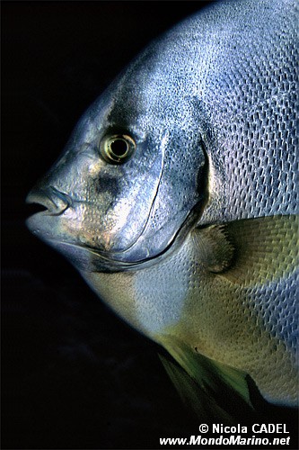 Pesce pipistrello pinna lunga (Platax teira)