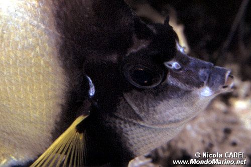 Pesce farfalla virgola (Heniochus intermedius)