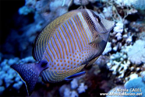 Pesce chirurgo zebra (Zebrasoma desjardinii)