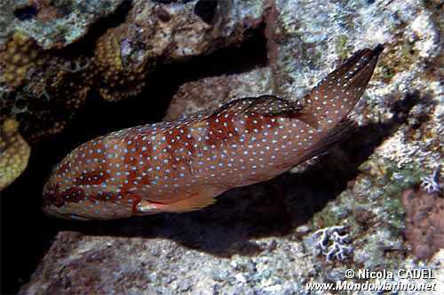 Cernia dei coralli del Mar rosso (Plectropomus pessuliferus marisrubri)