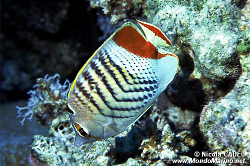 Pesce farfalla coda rossa (Chaetodon paucifasciatus)