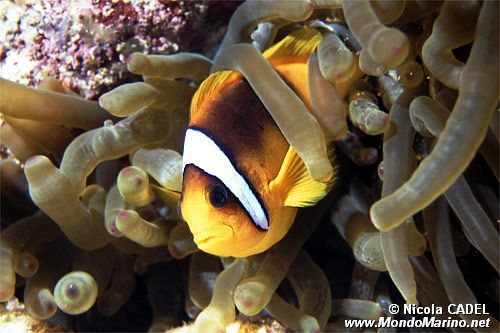 Pesce pagliaccio (Amphiprion bicintus)