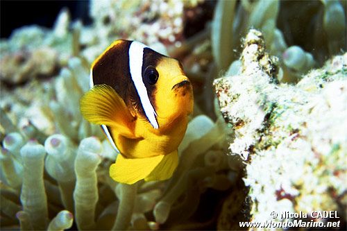 Pesce pagliaccio (Amphiprion bicinctus)