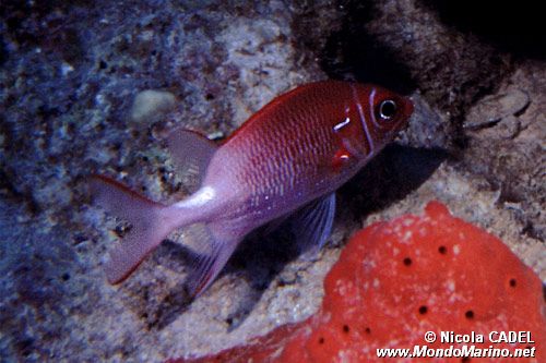 Pesce scoiattolo dalla coda bianca (Sargocentron caudimaculatum)