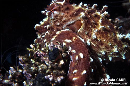 Polpo (Octopus cyanea)