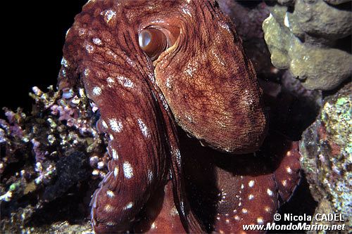 Polpo (Octopus cyanea)