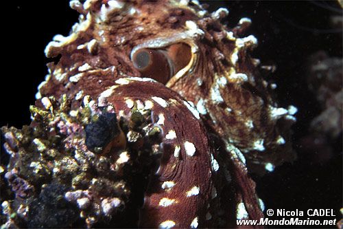 Polpo (Octopus cyanea)