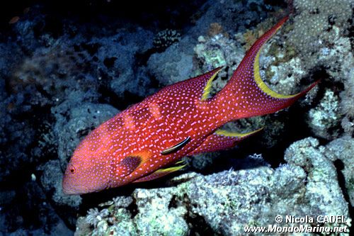 Cernia coda mezzaluna (Variola louti)