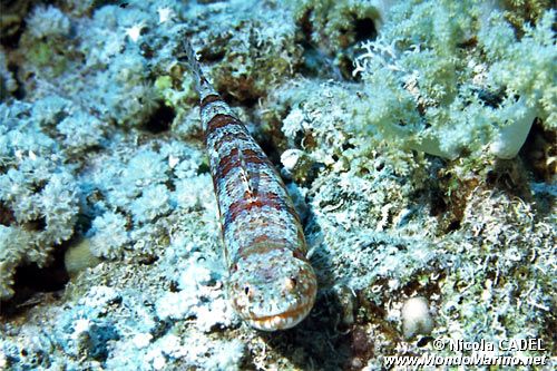 Pesce lucertola variegato (Synodus variegatus)