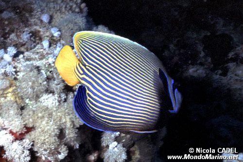 Pesce angelo imperatore (Pomacanthus imperator)