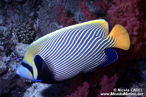 Pesce angelo imperatore (Pomacanthus imperator)