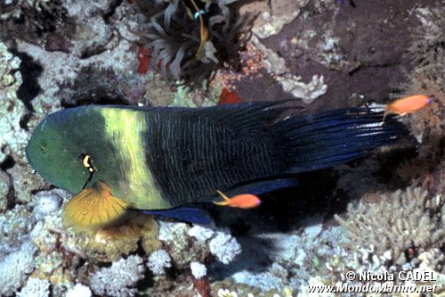 Tordo dalla coda sfrangiata (Cheilinus lunulatus)