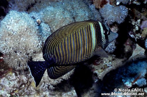 Pesce chirurgo zebra (Zebrasoma desjardinii)