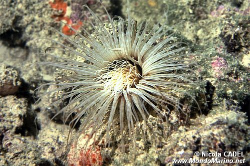 Cerianto (Cerianthus membranaceus)
