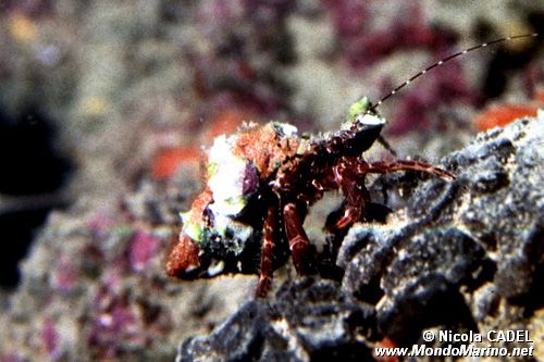 Paguro (Pagurus anachoretus)