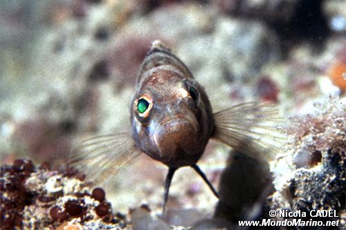 Sacchetto (Serranus hepatus)