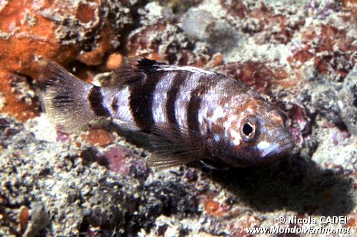 Sacchetto (Serranus hepatus)