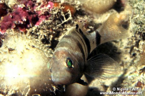 Sacchetto (Serranus hepatus)