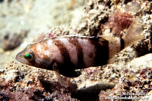 Sacchetto (Serranus hepatus)