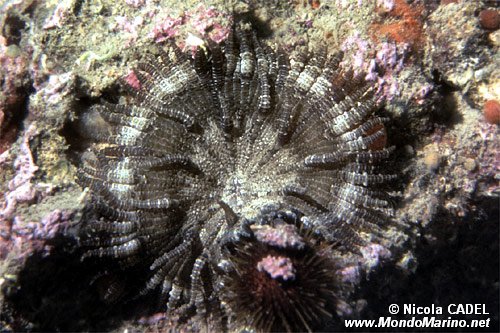 Attinia (Phymanthus pulcher)