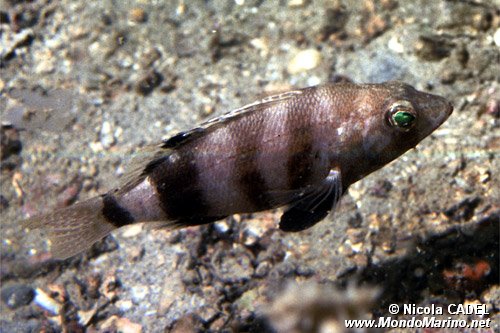 Sacchetto (Serranus hepatus)