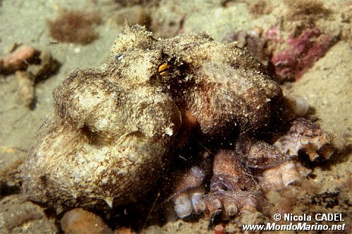Polpo comune (Octopus vulgaris)