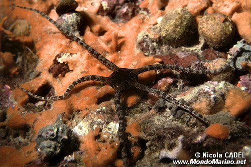 Stella serpentina liscia (Ophioderma longicaudum)