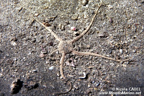 Stella serpentina liscia (Ophioderma longicaudum)