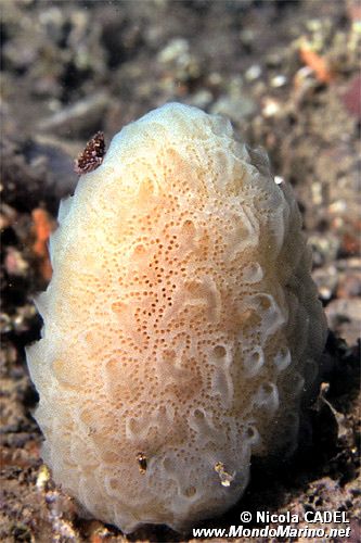 Tunicato conico (Aplidium conicum)