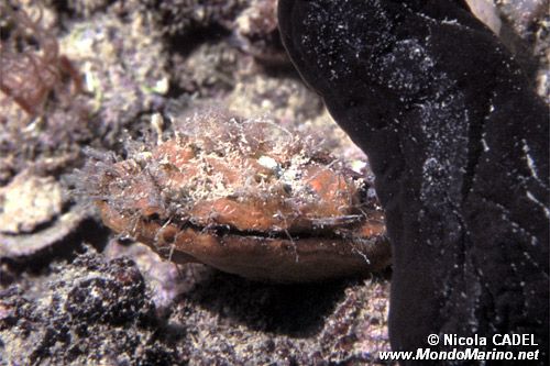 Bivalve (Chlamys sp.)