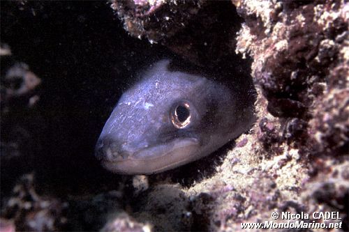 Grongo (Conger conger)