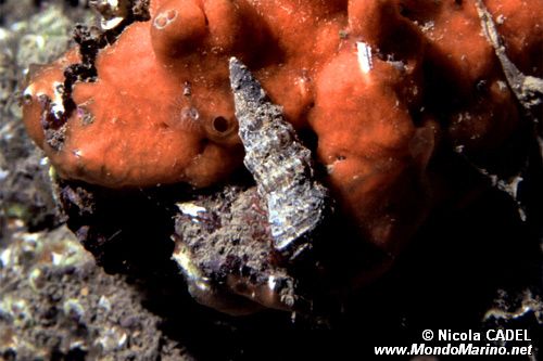 Paguro (Pagurus anachoretus)