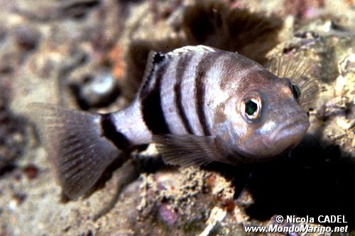 Sacchetto (Serranus hepatus)