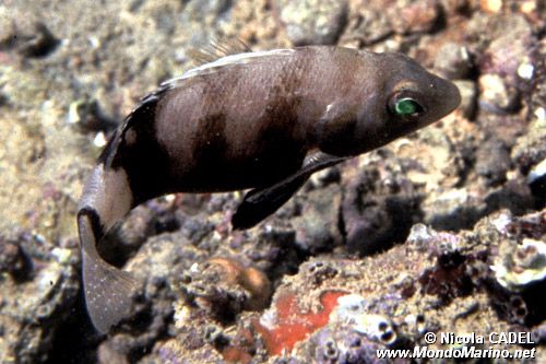 Sacchetto (Serranus hepatus)