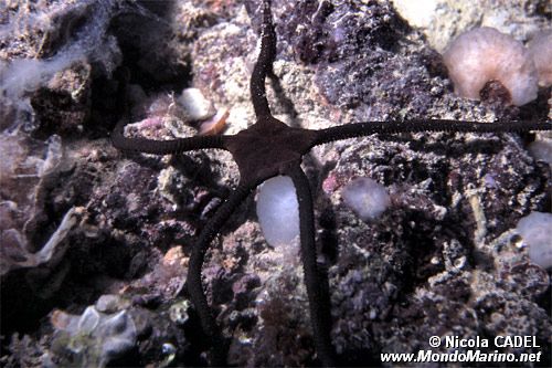 Stella serpentina liscia (Ophioderma longicaudum)