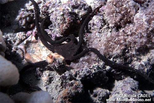 Stella serpentina liscia (Ophioderma longicaudum)