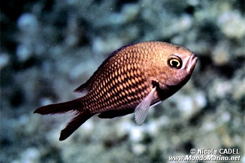 Castagnola (Chromis chromis)