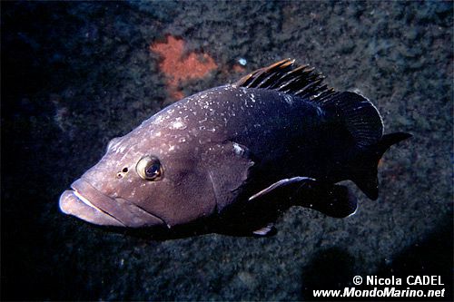 Cernia bruna (Epinephelus marginatus)
