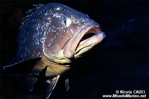 Cernia bruna (Epinephelus marginatus)