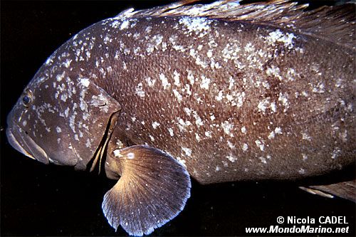 Cernia bruna (Epinephelus marginatus)