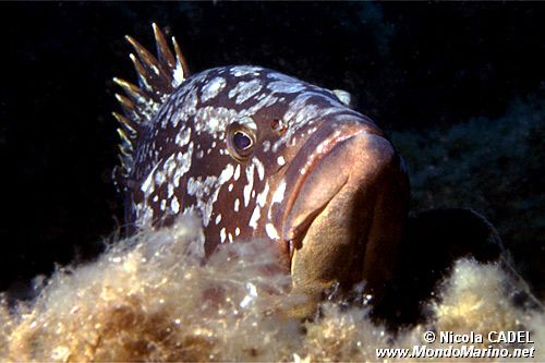 Cernia bruna (Epinephelus marginatus)