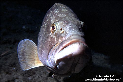 Cernia bruna (Epinephelus marginatus)