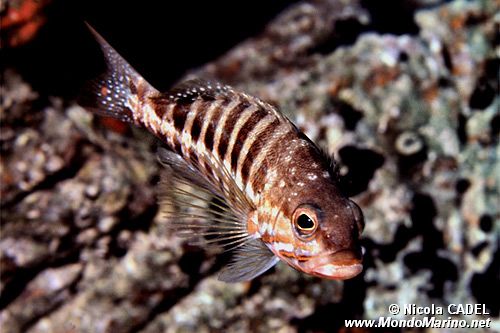 Perchia (Serranus cabrilla)