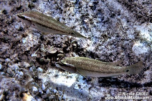 Tordo pavone (Symphodus tinca)