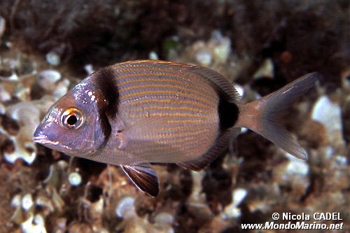 Sarago fasciato (Diplodus vulgaris)