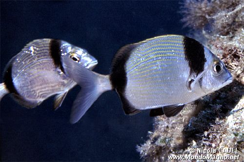 Sarago fasciato (Diplodus vulgaris)