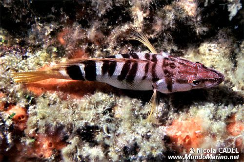 Sciarrano (Serranus scriba)