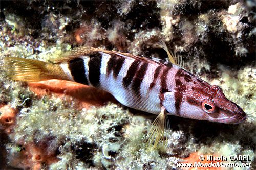 Sciarrano (Serranus scriba)