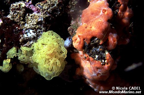 Spugna gialla (Clathrina clathrus)