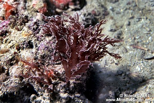 Alga rossa (Halymenia floresia)